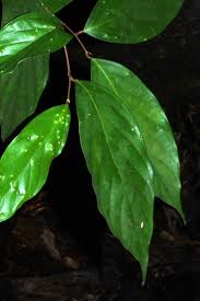 Image result for Myrianthus