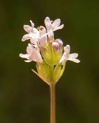 Image result for Valerianaceae