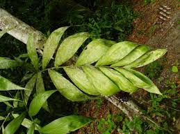 Image result for Chamaedorea oblongata