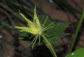 Image result for Hibiscus physaloides