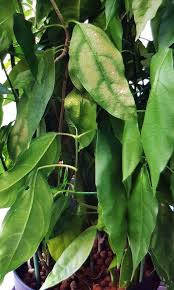 Daun salam memiliki efek yang sangat kuat pada sistem pencernaan. Cuttings Green Cincau Cyclea Barbata Daun Cincau Hijau Mani Cai Katuk Thai Watercress Brazilian Spinach Sabah Snake Grass Prunella Vulgaris Mulberry Furniture Home Living Gardening Plants Seeds On Carousell