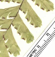 Image result for Pteridaceae