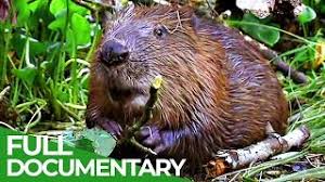 They have large, yellowish teeth that. Beaver Coloring Pages Best Coloring Pages For Kids