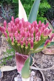 Image result for Boophone disticha