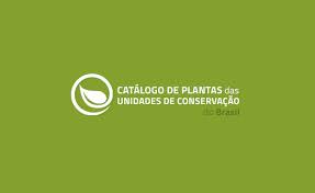 Image result for Buchnera pusilliflora