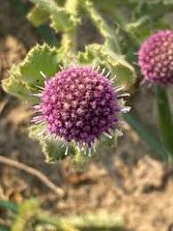 Image result for Sphaeranthus chandleri