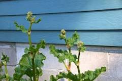 Image result