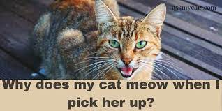 Why Does My Cat Meow When I Pick Her Up