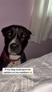 Image result for mookdfjlal