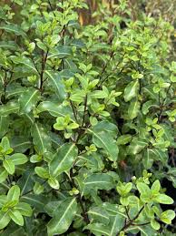 Image result for Pittosporum tenuifolium