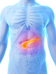 Image result for pancreas location