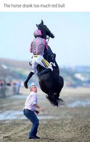 20 Funniest Memes Of The Day Horse Rearing Horse Fly Beautiful Horses