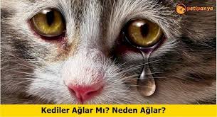 Kediler Aglar Mi Neden Aglar Petipanya
