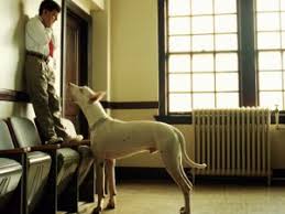 12 Disadvantages of having a Pet - Listovative