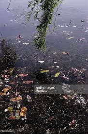 china henan province sanmenxia litter floating on yellow river henan yellow river water pollution