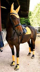 Bay Mustard Lemieux Matchy Set Horsecare Horses Cute Horses Bay Horse