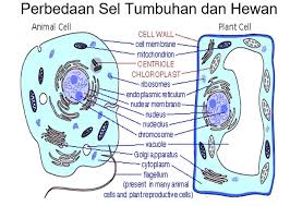 Struktur bagian, gambar dan fungsi sel tumbuhan. Sel Hewan Gambar Bagian Fungsi Dan Strukturnya Lengkap