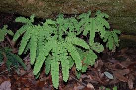 Image result for Adiantum