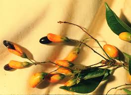 Image result for Rourea