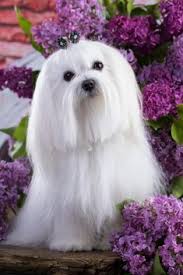 Check spelling or type a new query. White Maltese Lap Dog And Lilac Flowers Maltese Dogs Maltese Maltese Puppy
