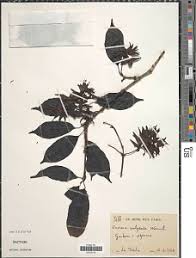 Image result for Cuviera