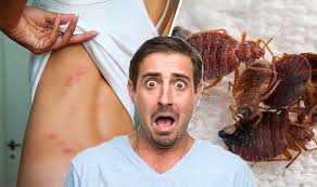 This could be due to allergies, pregnancies, pets, or young children. Get Rid Of Bed Bugs And Avoid Bites With These Simple Steps Express Co Uk