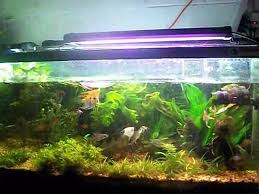 Black Furry Algae In Fish Tank How To Kill Black Beard Algae Youtube