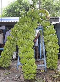 Correo Mariano Quichimbo Outlook Banana Plants Plants Fruit Garden