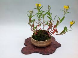 Image result for Oenothera tetraptera