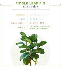 For plants that are greater than 2 feet tall, water with 2 cups of water each week. Fiddle Leaf Fig Care Guide Growing Information And Tips Proflowers