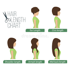 Hair Length Chart Side View Stock Vector Illustration Of