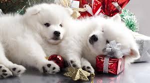 Christmas puppy christmas animals merry christmas christmas desktop xmas christmas time cute puppies dogs and puppies luis pasteur. The Best Way To Surprise Someone With A Puppy For Christmas