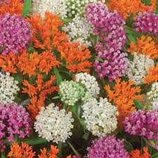 Image result for Asclepias adscendens