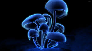 Mushrooms Wallpapers Wallpapers All Superior Mushrooms Wallpapers Backgrounds Wallpapersplanet Net See more of aesthetic wallpaper on facebook. mushrooms wallpapers backgrounds