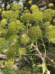 Image result for Fuirena bullifera