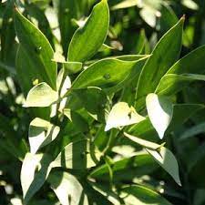 Grows in sun to light shade. Ruscus Hypoglossum At San Marcos Growers