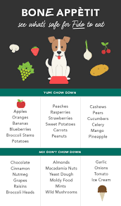 Can Dogs Eat Apples Experts Say Sure Foods Dogs Can Eat Can Dogs Eat Apples Dog Safe Food