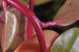 Image result for Basellaceae