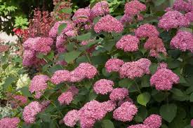 Image result for Hydrangea arborescens Pink Anabelle