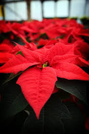 A Common Holiday Plant The Poinsettia Produces Large Red Leaves That Encircle The Tiny Yellow Flowers Of The Pl Poinsettia Plant Flower Pot Design Flower Farm