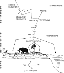 What exactly is radio in archeology, the advantage of radio carbon dating is that it can be a guide in tracking down how old something is. Radiocarbon Dating In Archaeology Springerlink