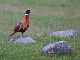 This Little Darling I Is Visiting Me Daily He Stands Squaks At Me Till I Give Him A Biscuit I Love Him To Bits Ring Necked Pheasant Quail Hunting Pheasant