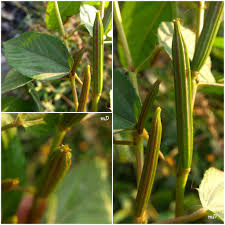 Image result for Corchorus schimperi