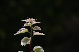 Dengan keindahan dari bunganya tak heran. Latar Belakang Hitam Daun Yang Foto Gratis Di Pixabay