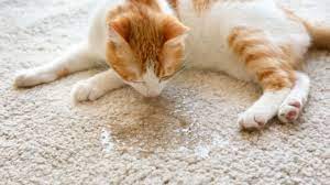 Die katze pinkelt ins bett, aufs sofa, den teppich oder demonstrativ neben das katzenklo, also auf waagerechten flächen? Katzenurin Entfernen Unsere Haustiere
