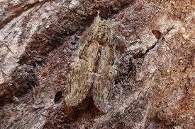 Image result for Peridea anceps