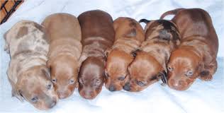 Maybe you would like to learn more about one of these? Free Dachshund Puppies Near Me