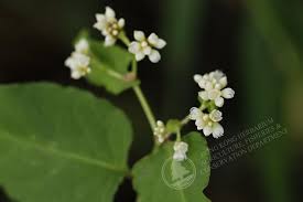 Image result for Persicaria madagascariensis