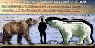 Largest Bear On Earth Grizzly Bear Size Cave Bear Short