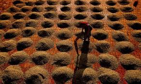 India is the 6th largest country in the world that grows coffee. These Plantations In South India Produce The Best Coffee Beans India Com